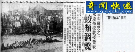 真龙现身是真是假一看便知!