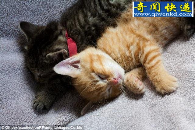 猫为何对猫薄荷痴迷