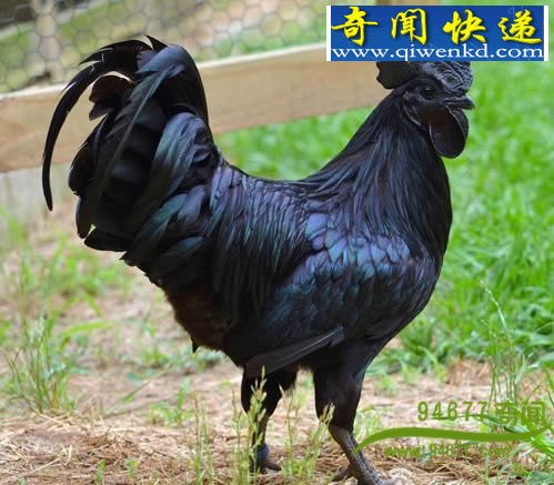ѧͨѰϵ  ӢŮӳɫ
