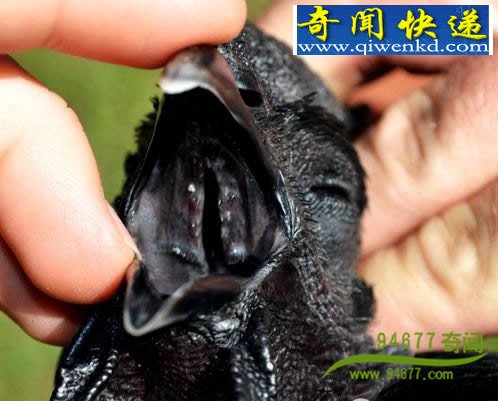 ѧͨѰϵ  ӢŮӳɫ