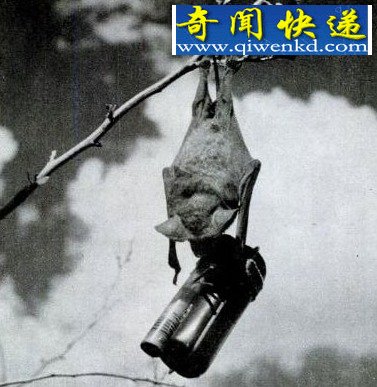 ս���еĶ�����ţ�������з�ˮ��ѵ��