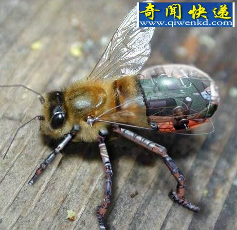 ս���еĶ�����ţ�������з�ˮ��ѵ��