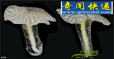 ���׷���Ģ��״�������� �����������������