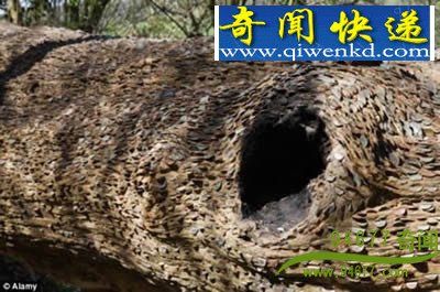 Ӣ����ҡǮ���� ����Ӳ�� ʷǰ������ǿ׳����