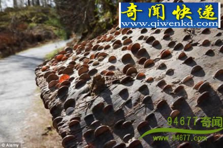 Ӣ����ҡǮ���� ����Ӳ�� ʷǰ������ǿ׳����