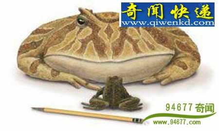 Ӣ����ҡǮ���� ����Ӳ�� ʷǰ������ǿ׳����