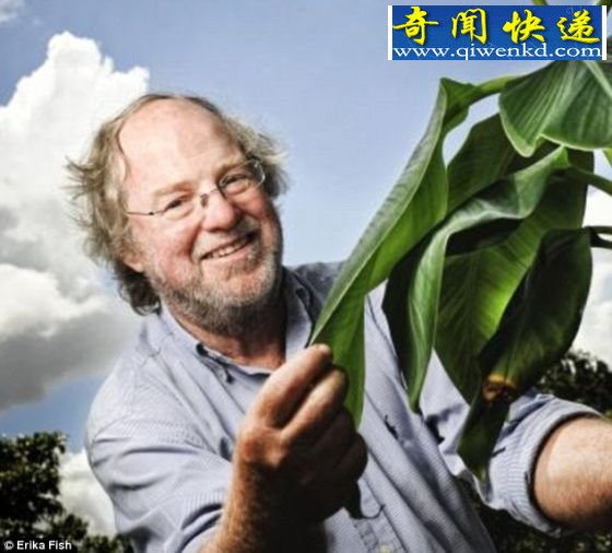 “超级香蕉”有望2020年问世 解决维生素A缺乏