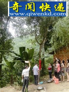 湖北一寺庙4棵松树晴天下雨 一晚可接满一脸盆