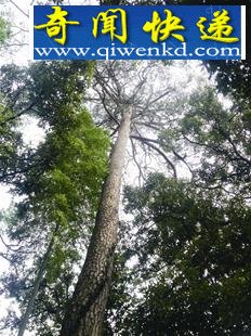 湖北一寺庙4棵松树晴天下雨 一晚可接满一脸盆