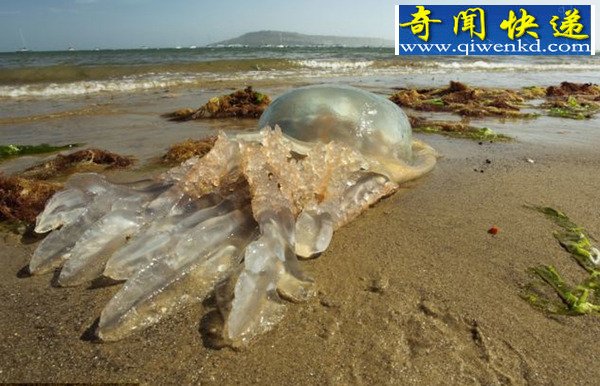 英国海岸遭巨大水母“入侵” 最大直径达1米