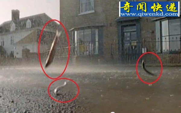 五种"动物雨":天降鲈鱼