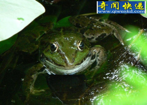 五种"动物雨":天降鲈鱼