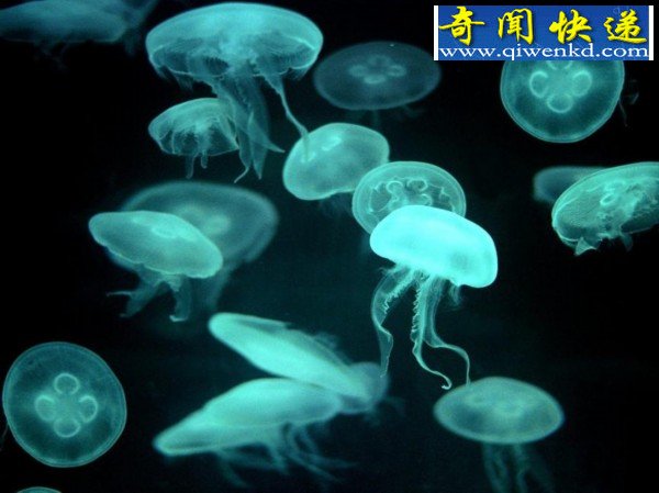 五种"动物雨":天降鲈鱼
