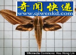 条背天蛾,学名为Cechenena lineosa 天蛾利用生殖器振动产生超声波躲避蝙蝠