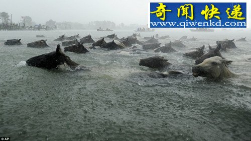 百匹野马用时5分钟横渡海峡