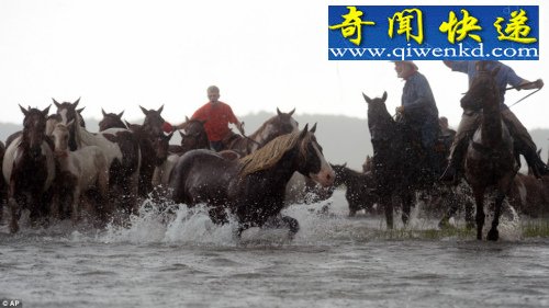百匹野马用时5分钟横渡海峡
