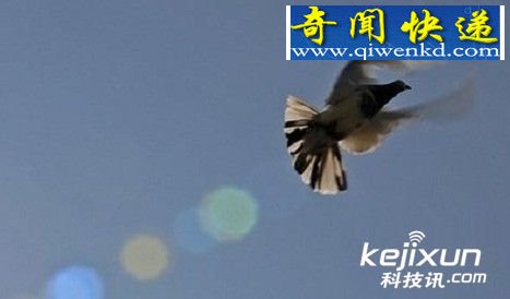 信鸽在英吉利海峡迷航 科学家探索原因
