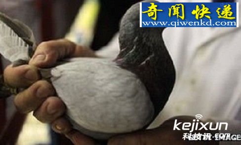 信鸽在英吉利海峡迷航 科学家探索原因