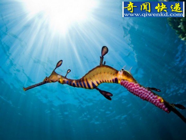 经典神奇的水下瞬间