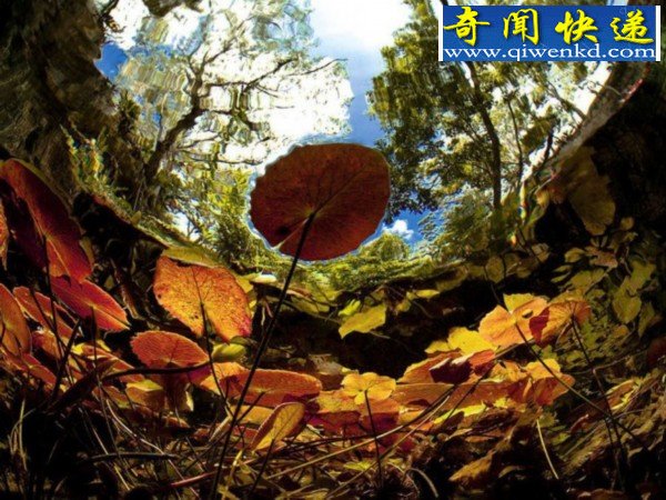 经典神奇的水下瞬间