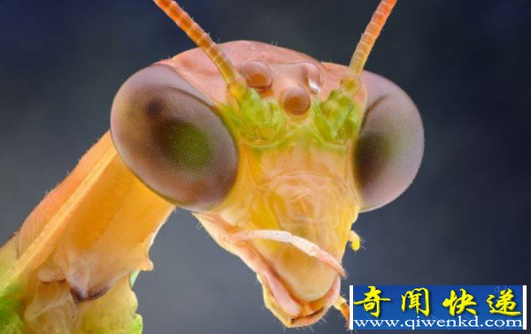 摄影师微距拍昆虫酷似外星人 震撼人心