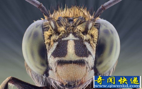 摄影师微距拍昆虫酷似外星人 震撼人心
