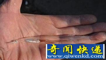 市民捞到没有鱼鳞能看到内脏透明小鱼