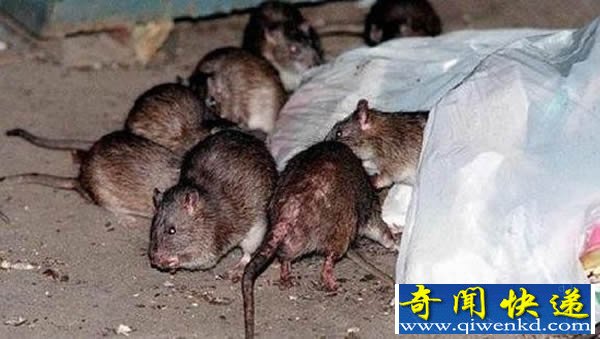 英国出现变异的“超级老鼠”