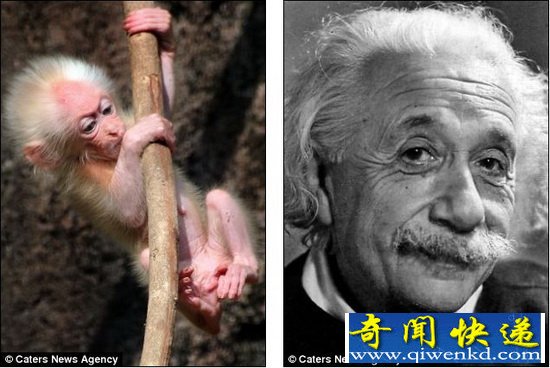 酷似爱因斯坦的猕猴幼仔风靡网络