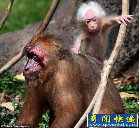 酷似爱因斯坦的猕猴幼仔风靡网络