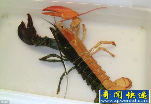 美渔民捕获奇异罕见的双色对称龙虾