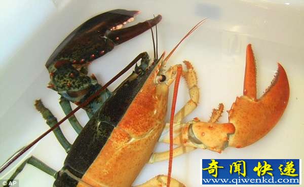 美渔民捕获奇异罕见的双色对称龙虾