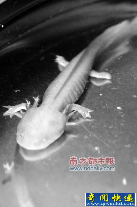 “4腿6角”怪鱼惊现台城河