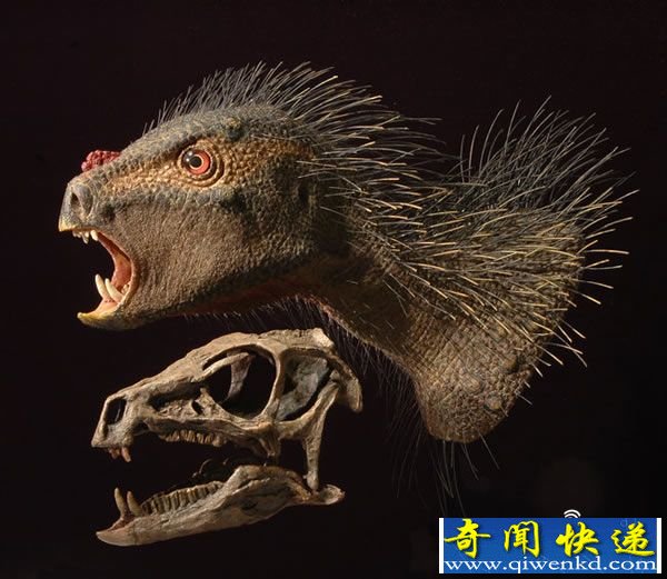 最小恐龙长度仅有45厘米