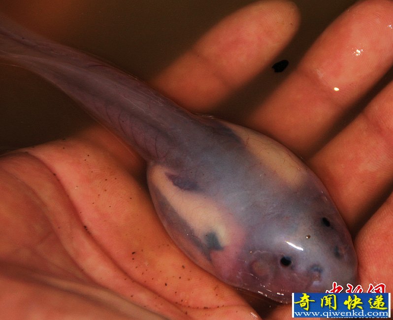 四川筠连发现神奇罕见“透明鱼”