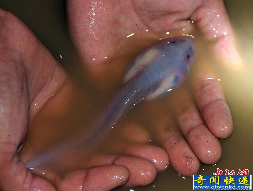 四川筠连发现神奇罕见“透明鱼”