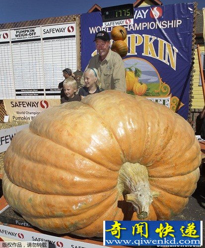 美国一男子种出805公斤“南瓜王”(图)