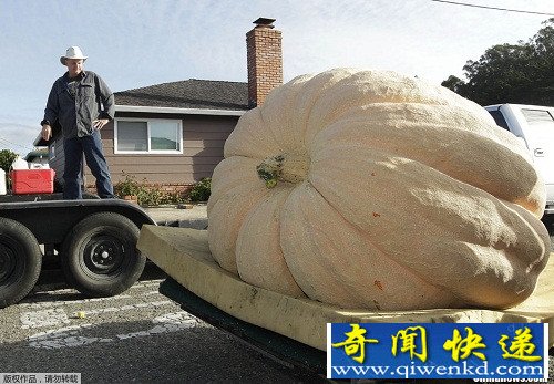 美国一男子种出805公斤“南瓜王”(图)