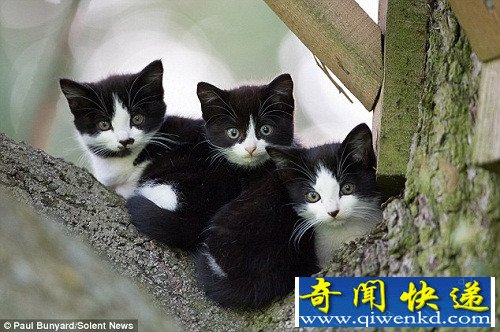 ռȵ ĸè4ֻСè(ͼ)