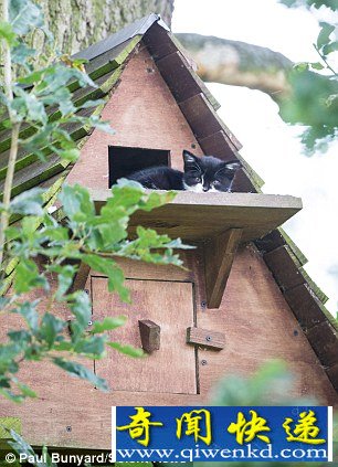 ռȵ ĸè4ֻСè(ͼ)