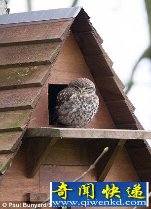 ռȵ ĸè4ֻСè(ͼ)