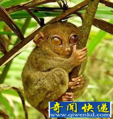 (图)盘点自然界9大怪异动物:幽灵蝙蝠酷似外星人