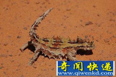 (图)盘点自然界9大怪异动物:幽灵蝙蝠酷似外星人