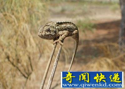 (图)盘点自然界9大怪异动物:幽灵蝙蝠酷似外星人