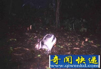 (图)盘点自然界9大怪异动物:幽灵蝙蝠酷似外星人