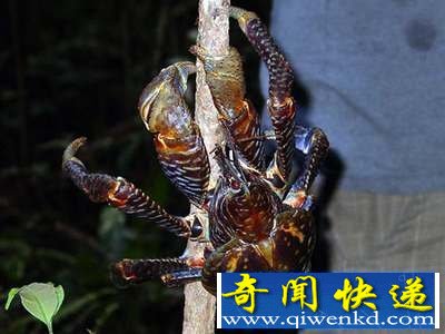 (图)盘点自然界9大怪异动物:幽灵蝙蝠酷似外星人