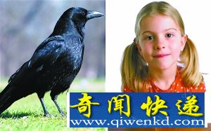 乌鸦解决问题的能力堪比七岁小孩 乌鸦的智力堪比七岁小孩