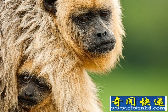 盘点奇异动物:吼猴陆地叫声最响的动物 吼猴陆地叫声最响的动物