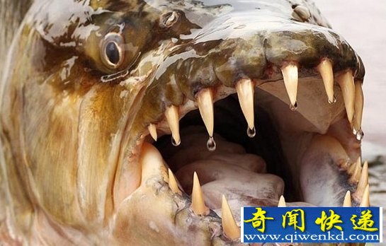 令人胆战心惊的亚马逊水怪