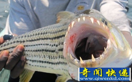 令人胆战心惊的亚马逊水怪